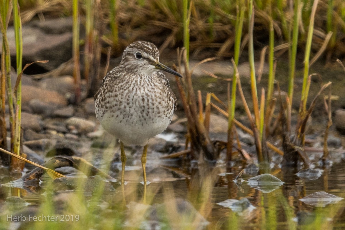 Wood Sandpiper - ML638157440
