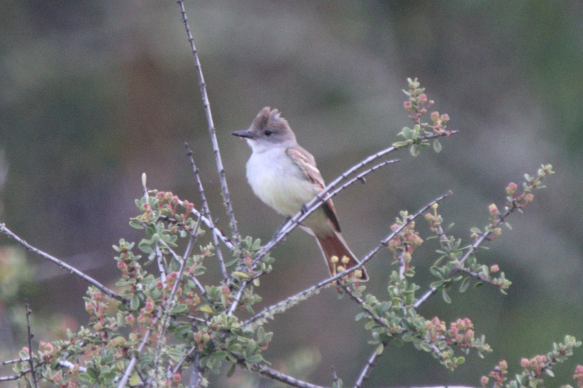 Ash-throated Flycatcher - ML638157482