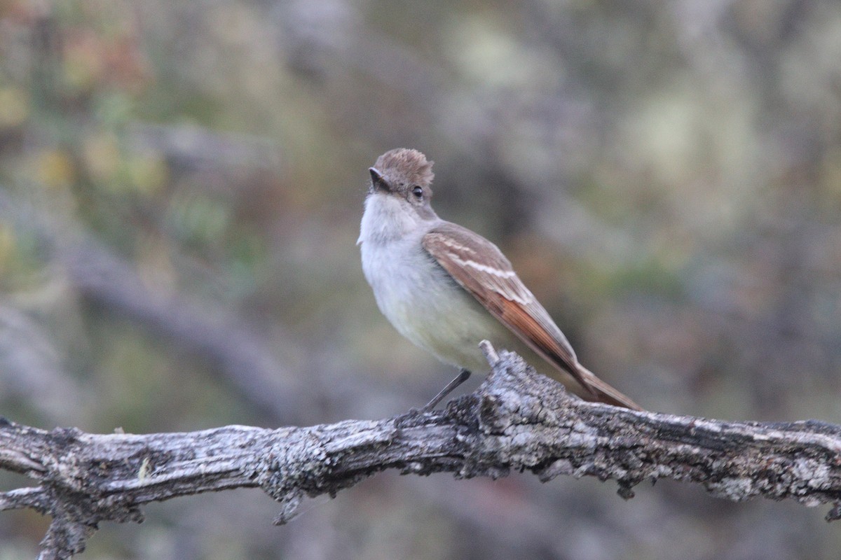 Ash-throated Flycatcher - ML638157484