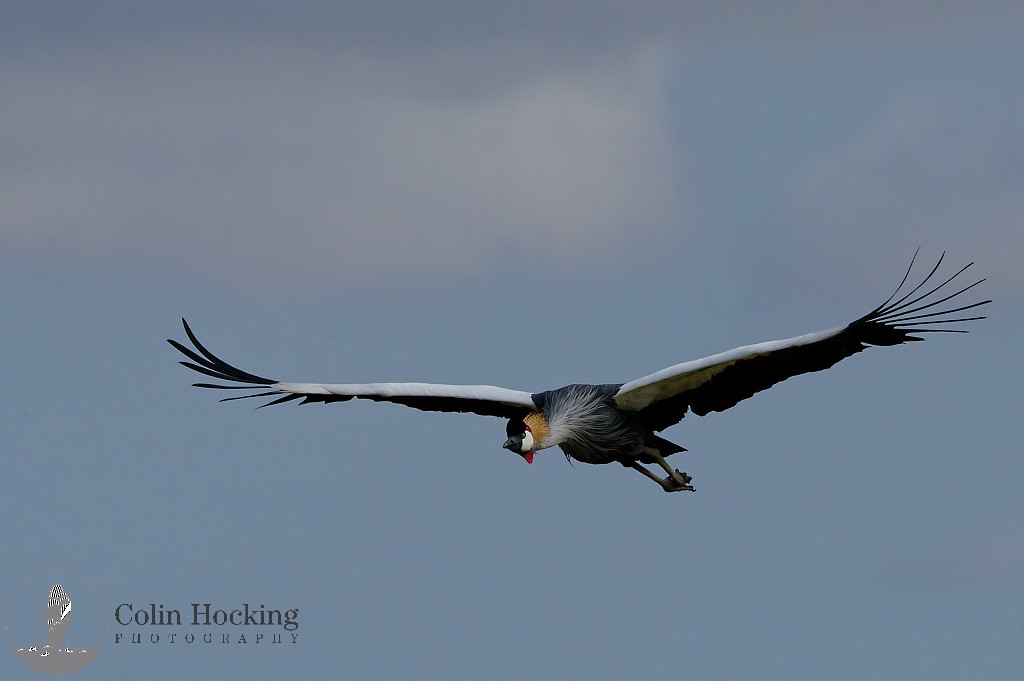 Gray Crowned-Crane - ML638157486