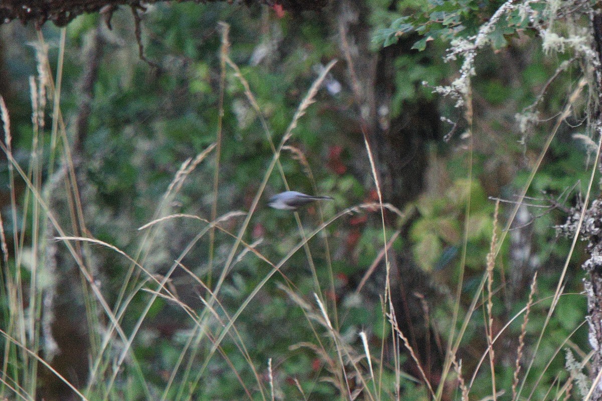 Blue-gray Gnatcatcher - ML638157491