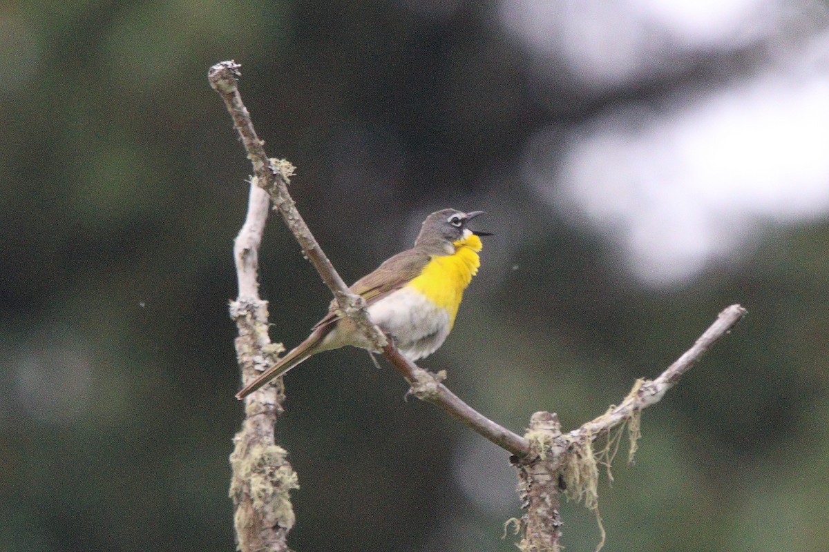Yellow-breasted Chat - ML638157505