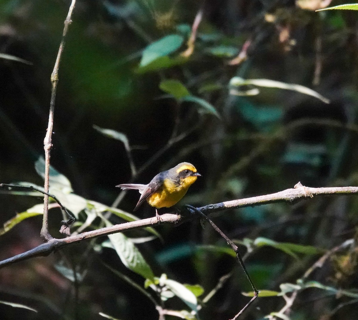 Yellow-bellied Fairy-Fantail - ML638157509