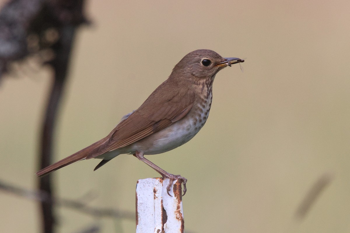 Swainson's Thrush - ML638157510