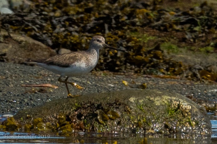 Terek Sandpiper - ML638157553