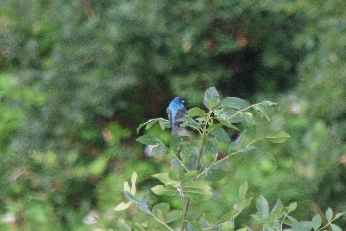 Indigo Bunting - ML638157554