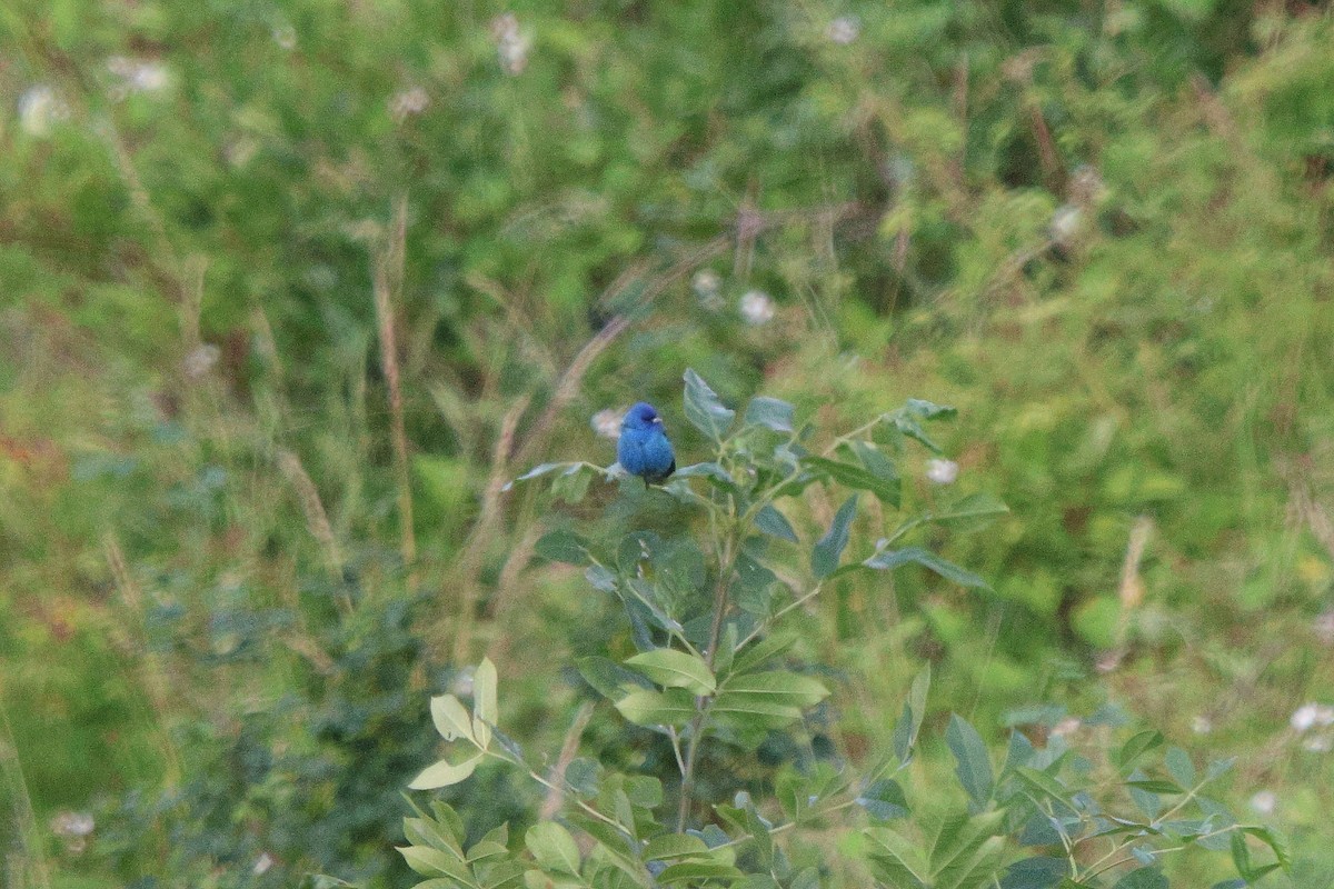 Indigo Bunting - ML638157555