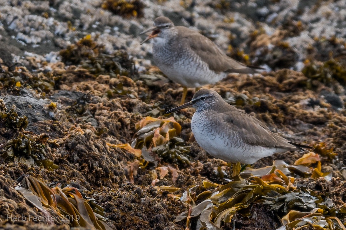 Gray-tailed Tattler - ML638157579