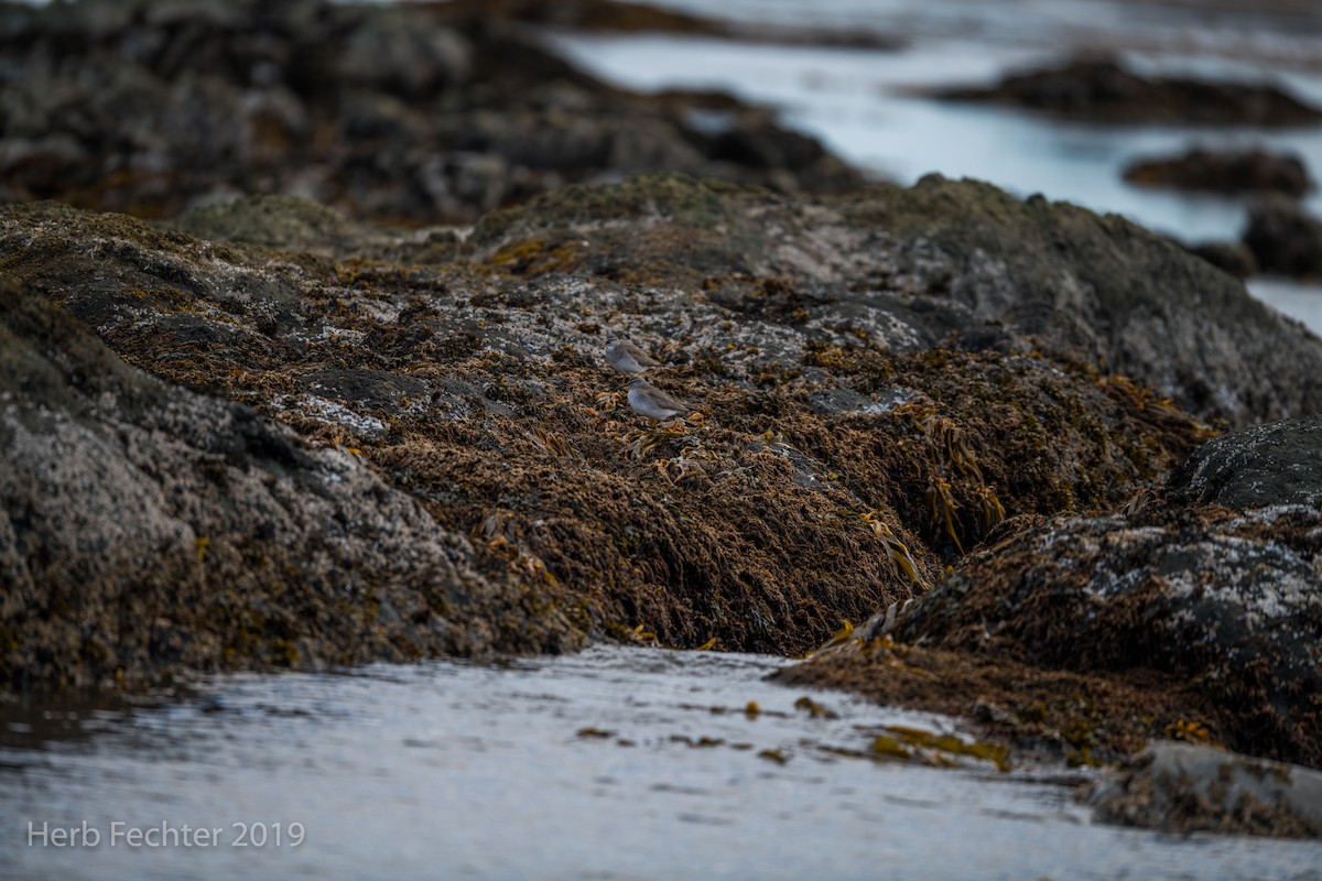 Gray-tailed Tattler - ML638157581