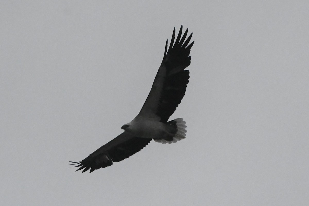 White-bellied Sea-Eagle - ML638157591