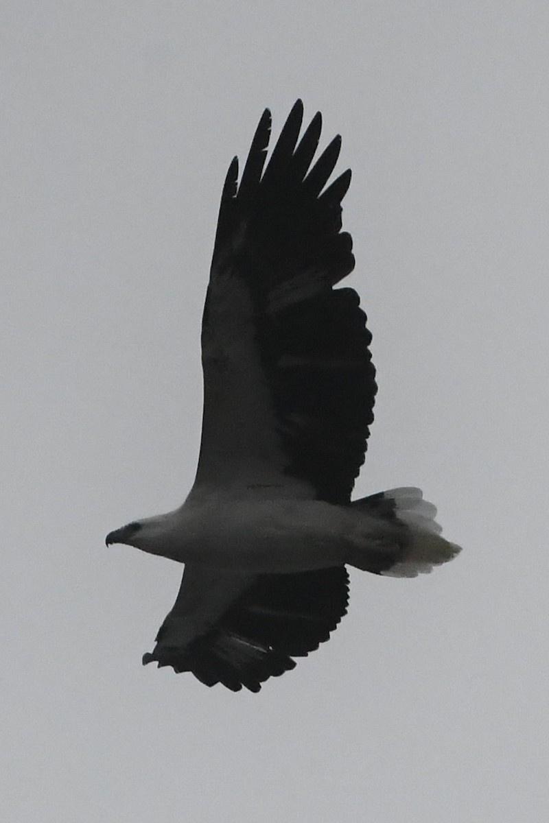 White-bellied Sea-Eagle - ML638157599