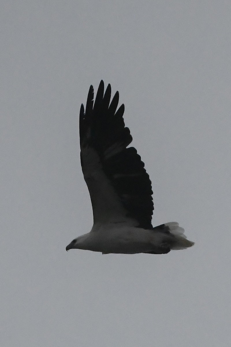 White-bellied Sea-Eagle - ML638157606