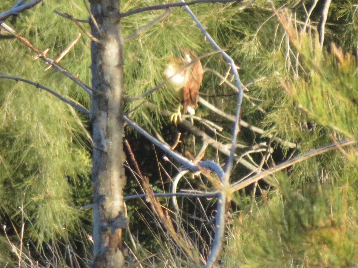 Nankeen Night Heron - ML638157614