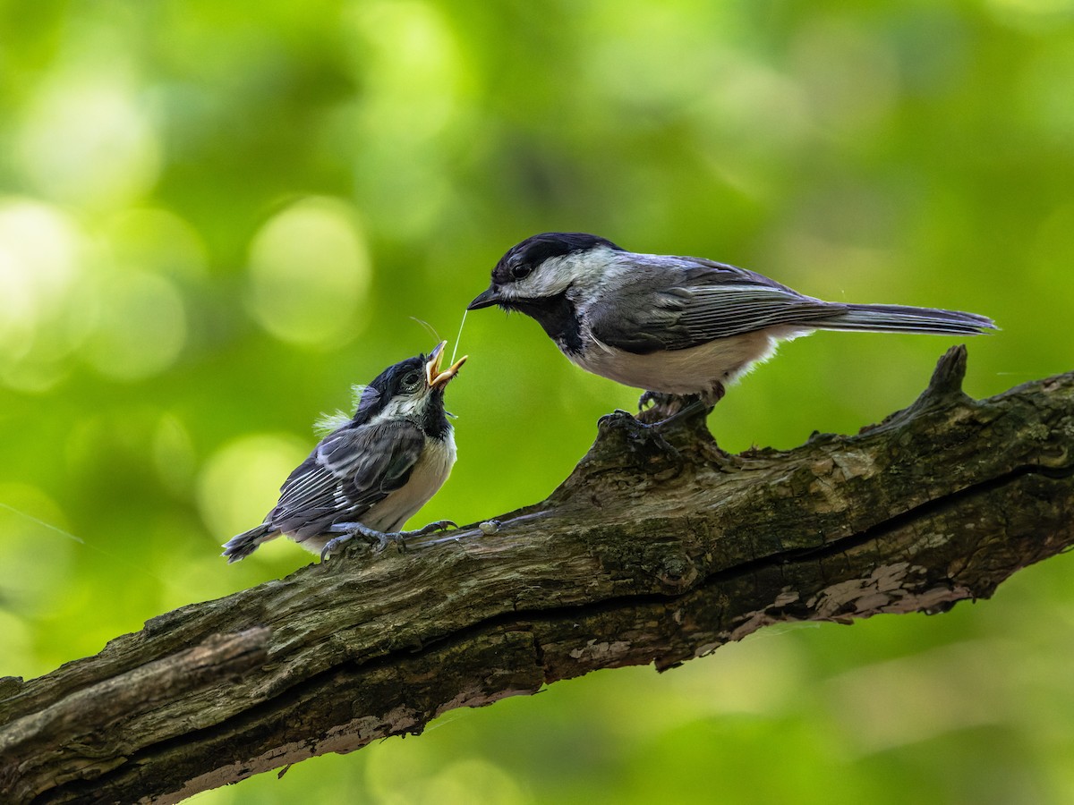 Black-capped Chickadee - ML638157617