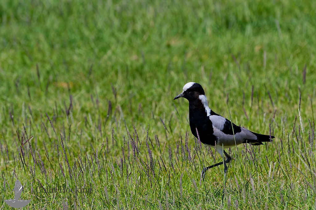 Blacksmith Lapwing - ML638157619