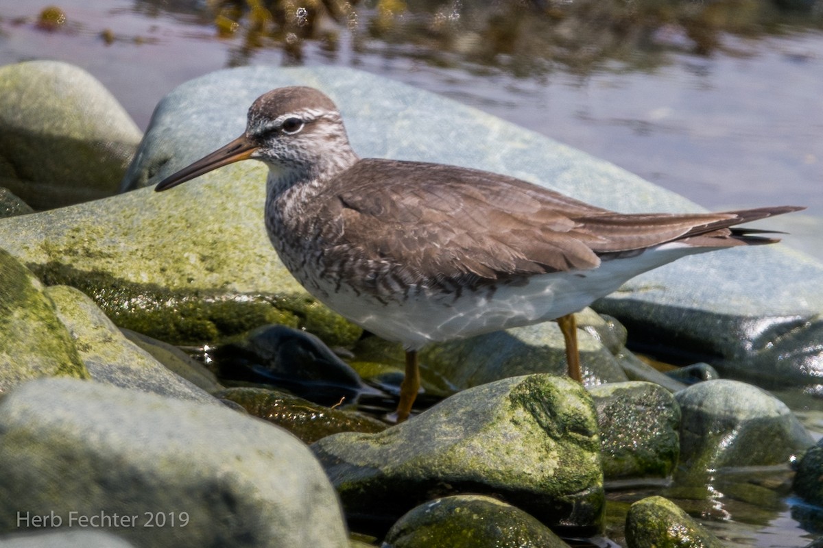 Gray-tailed Tattler - ML638157634