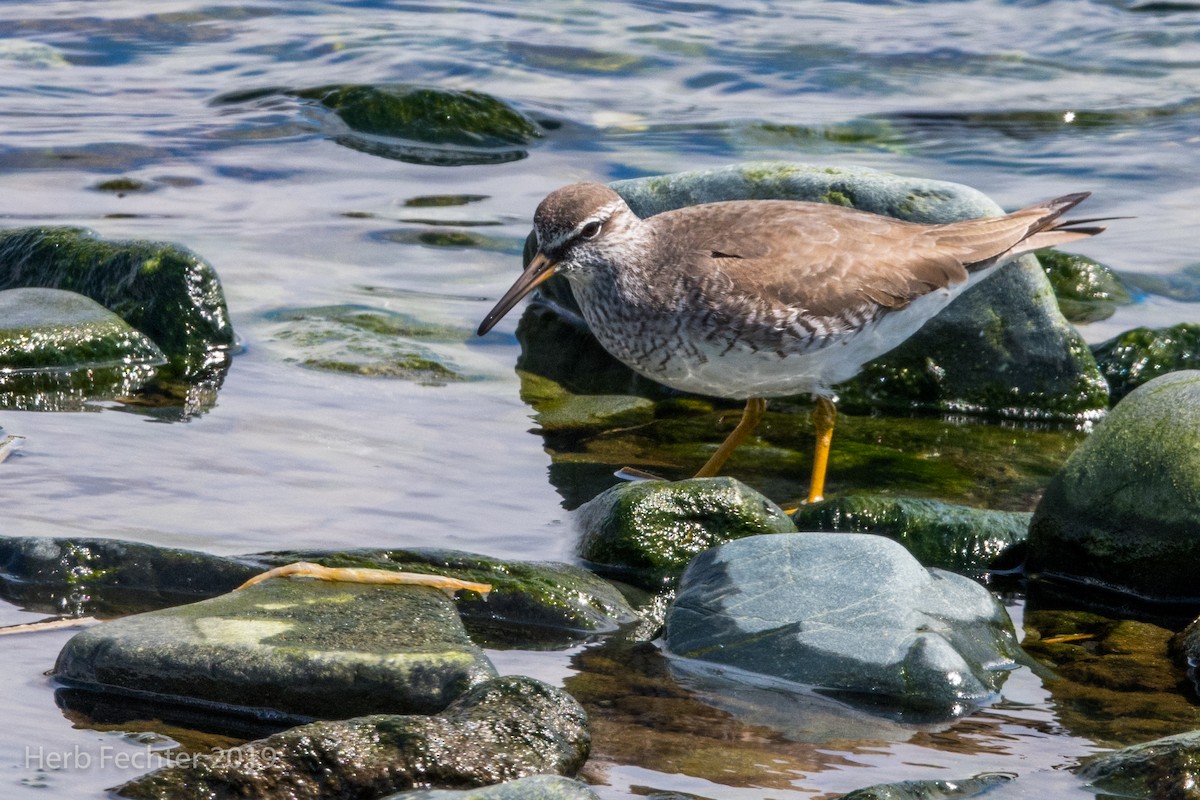 Gray-tailed Tattler - ML638157636