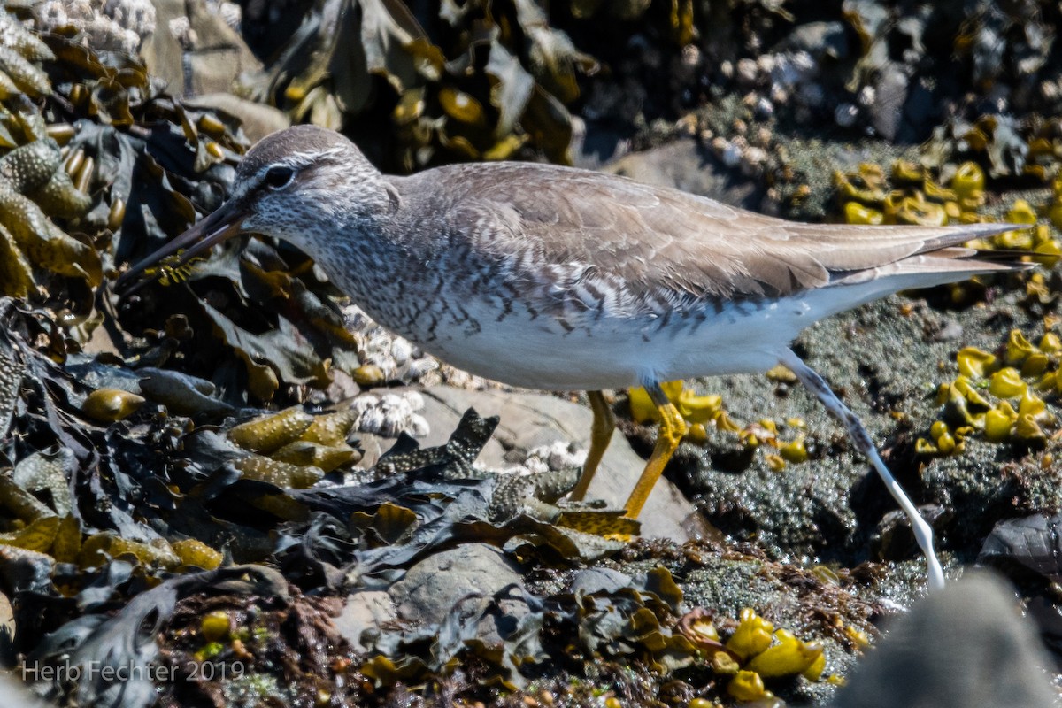 Gray-tailed Tattler - ML638157637
