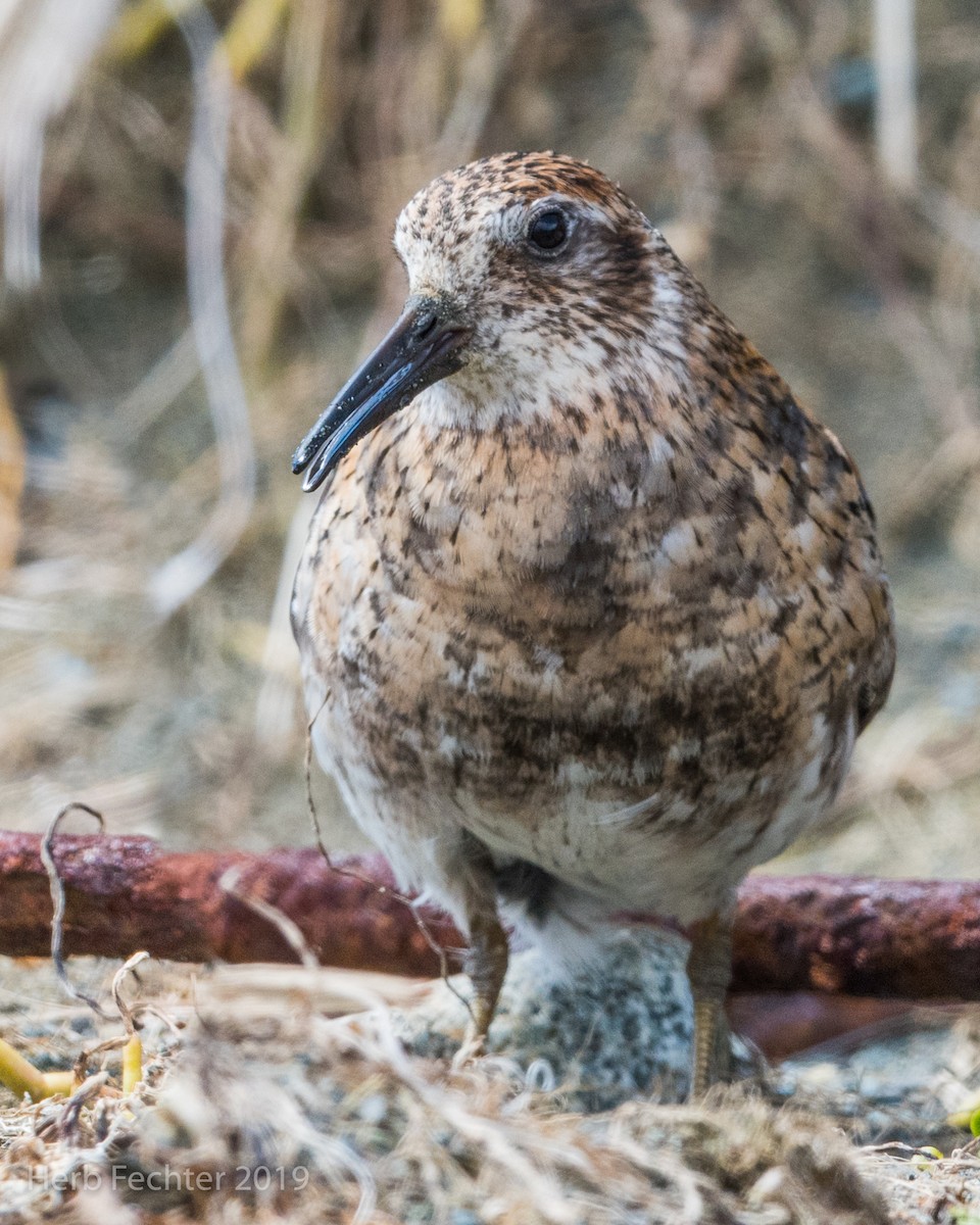 Rock Sandpiper - ML638157644