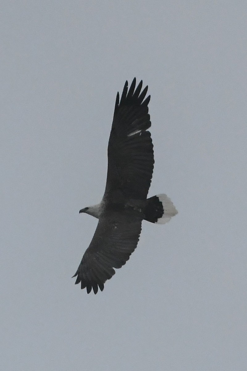 White-bellied Sea-Eagle - ML638157645