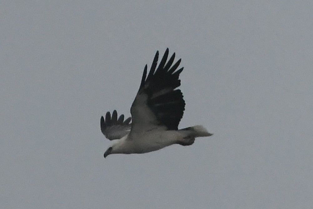 White-bellied Sea-Eagle - ML638157649