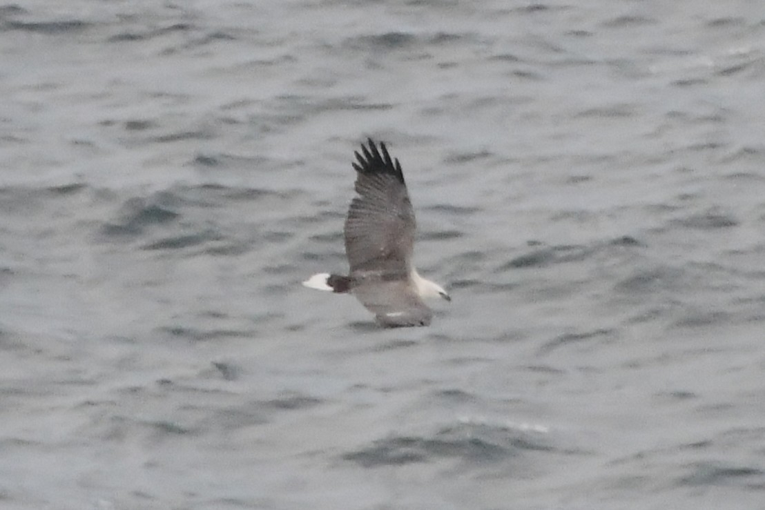White-bellied Sea-Eagle - ML638157657
