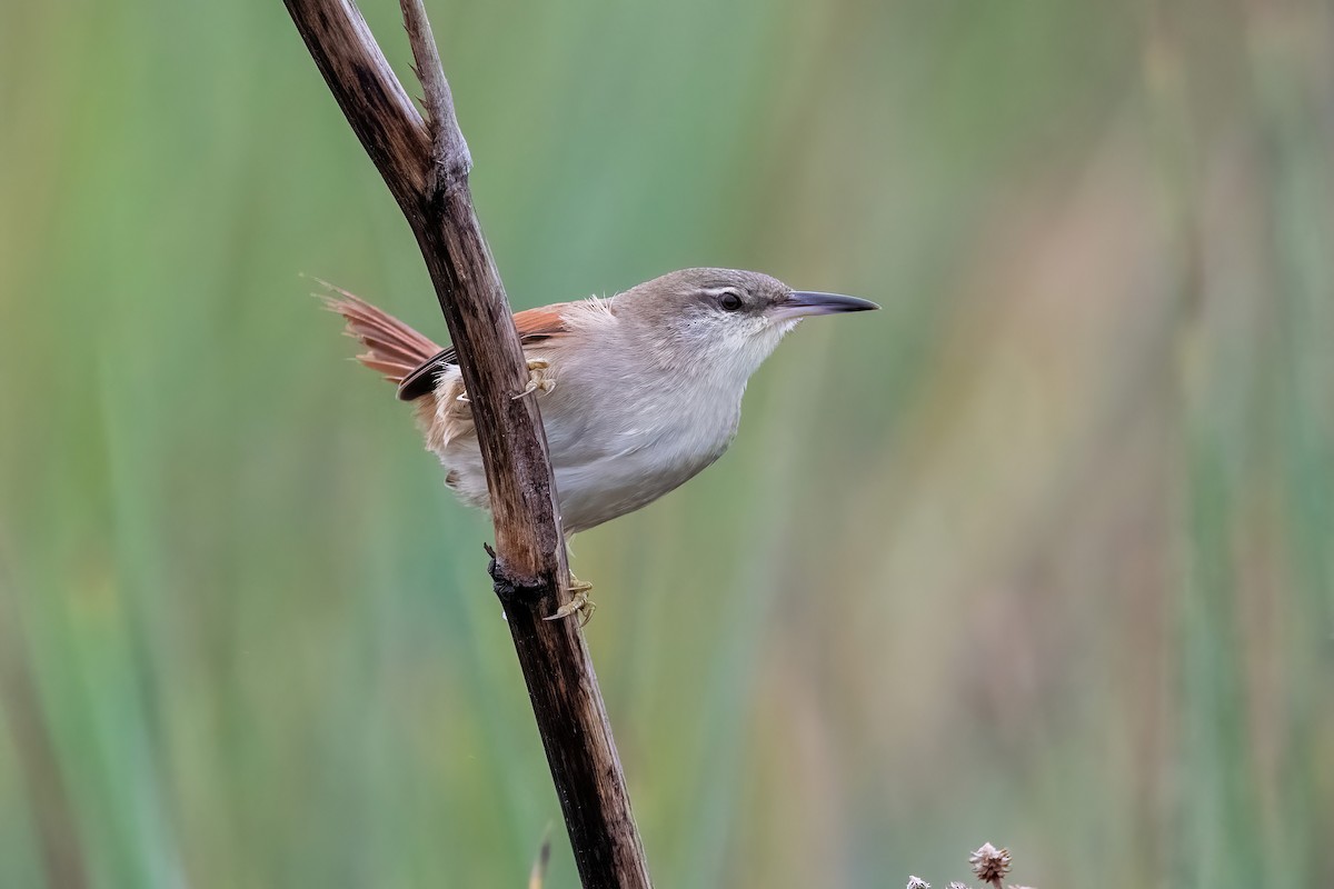 Straight-billed Reedhaunter - ML638157670