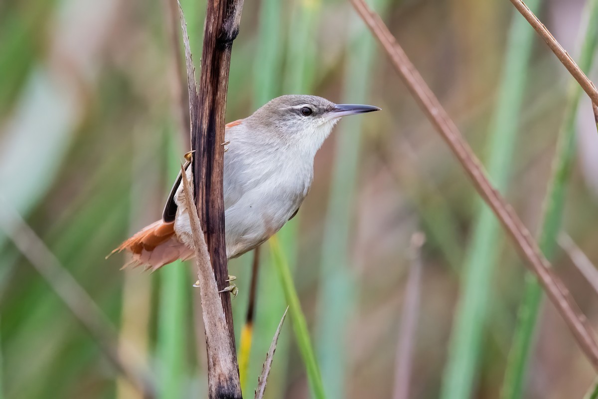 Straight-billed Reedhaunter - ML638157672
