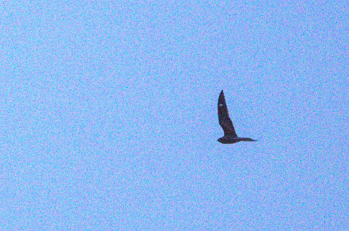 Antillean Nighthawk - ML638157679