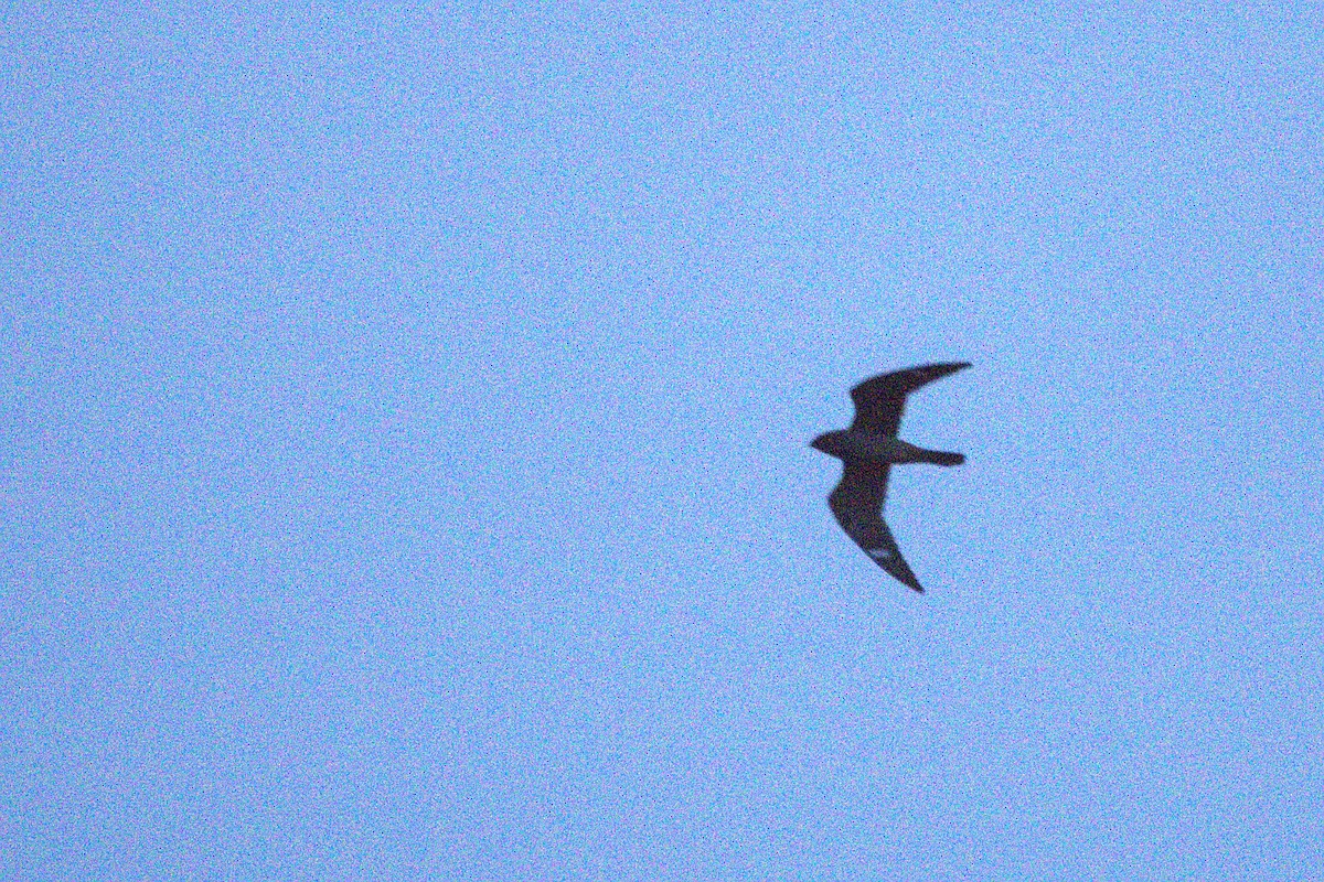 Antillean Nighthawk - ML638157680