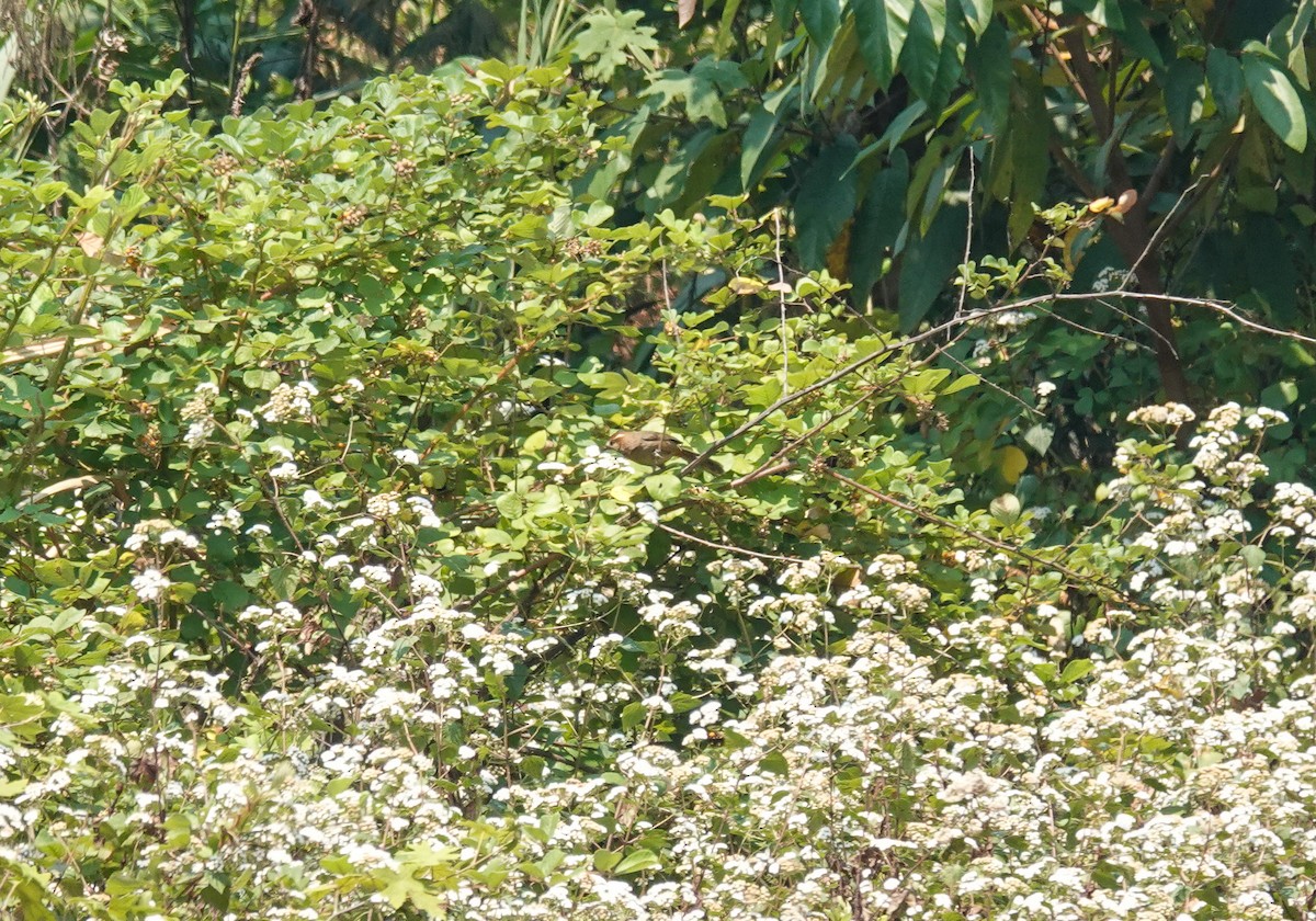 White-browed Laughingthrush - ML638157696