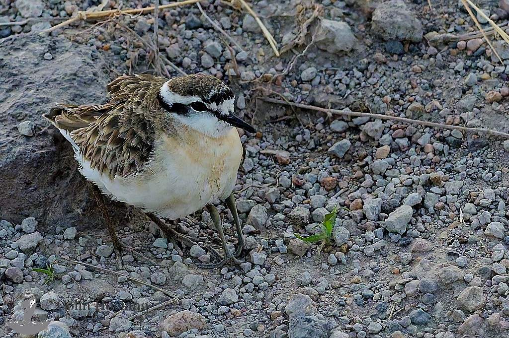 Kittlitz's Plover - ML638157702