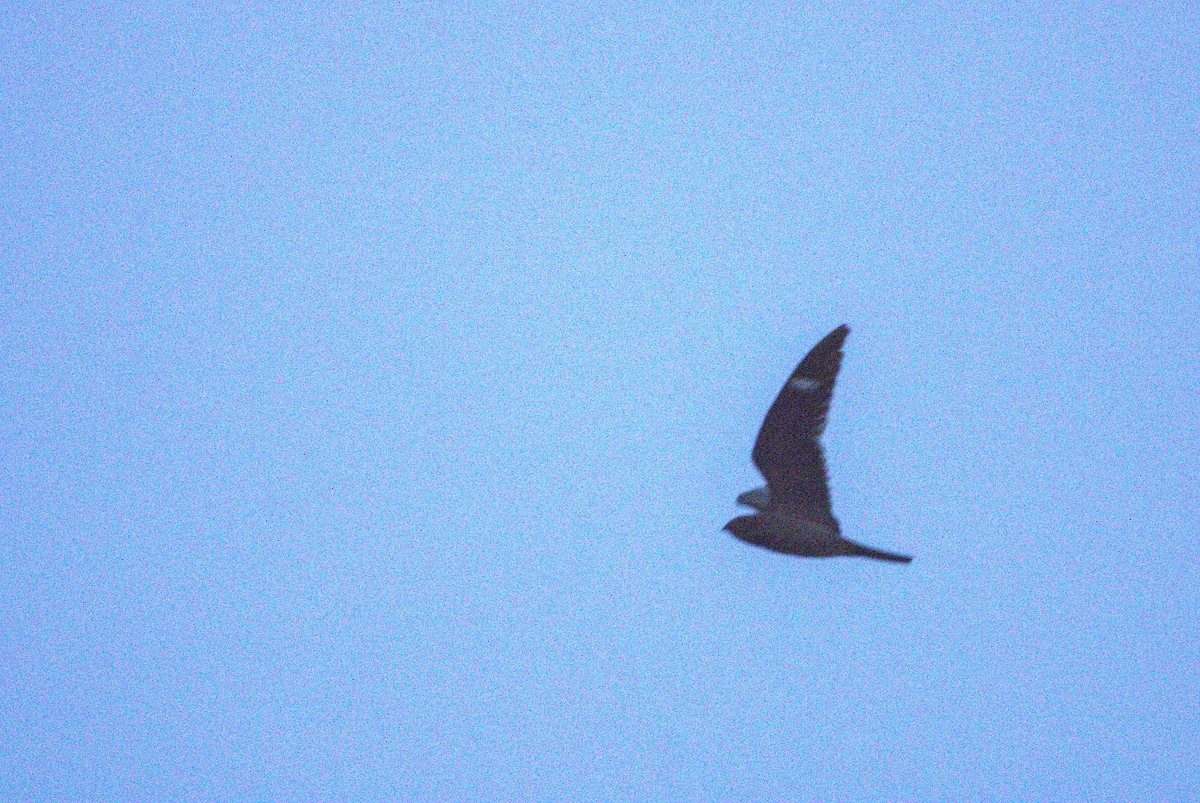Antillean Nighthawk - ML638157707