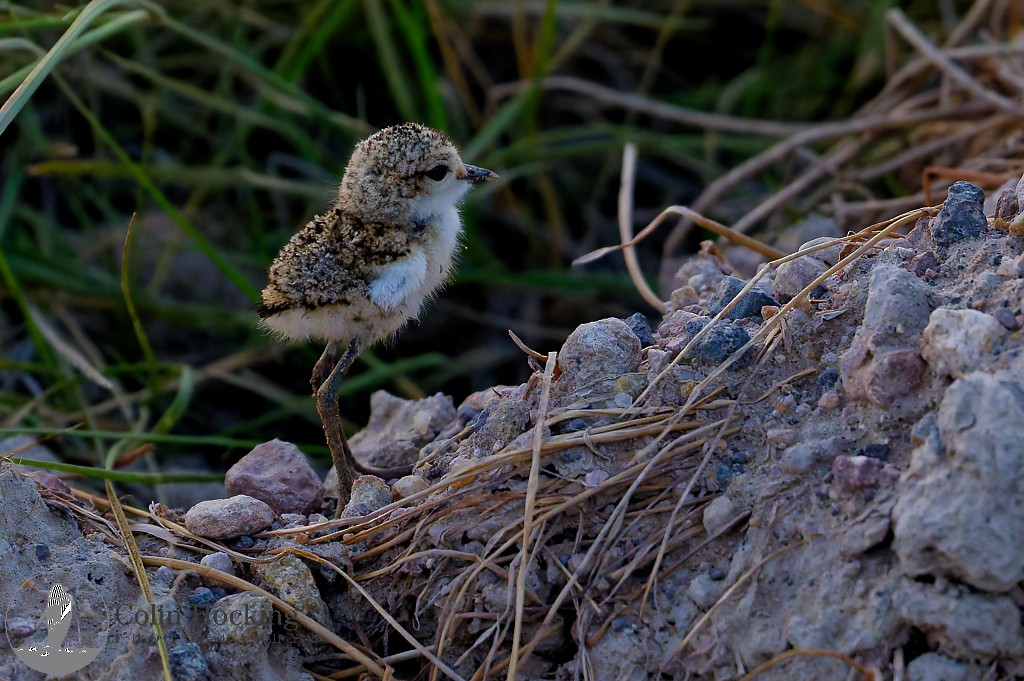 Kittlitz's Plover - ML638157730