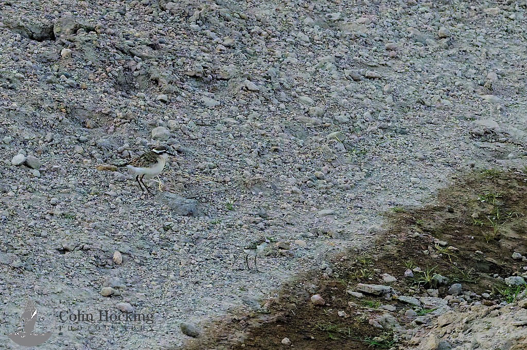 Kittlitz's Plover - ML638157731
