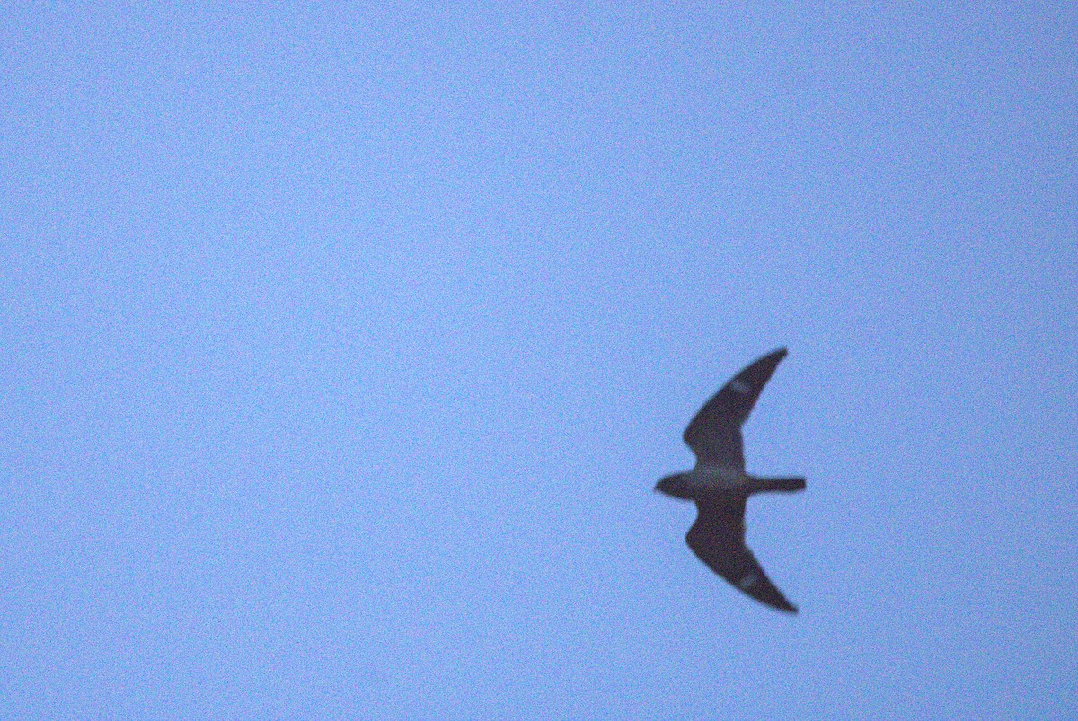 Antillean Nighthawk - ML638157735