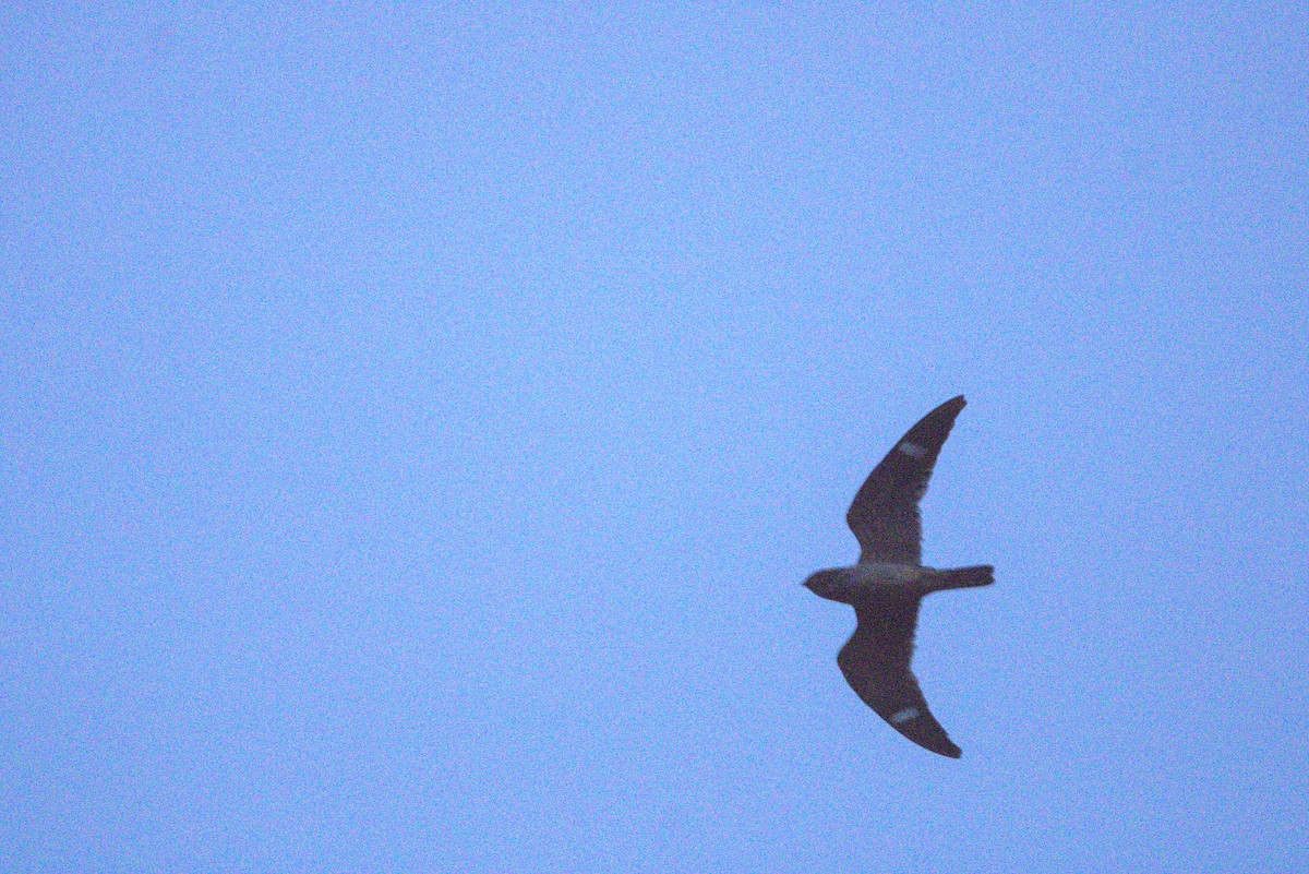 Antillean Nighthawk - ML638157759