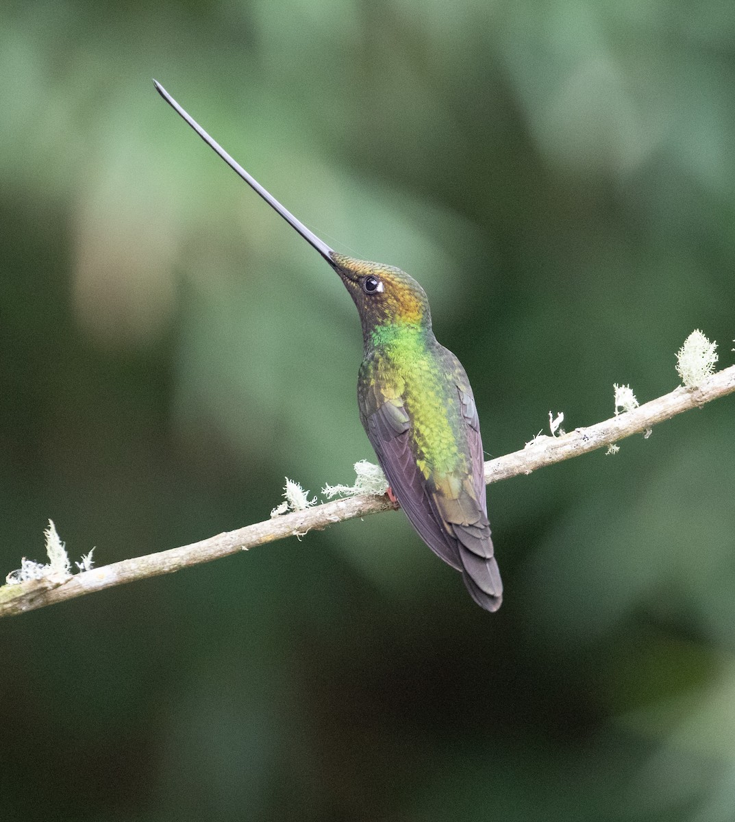 Sword-billed Hummingbird - ML638157760