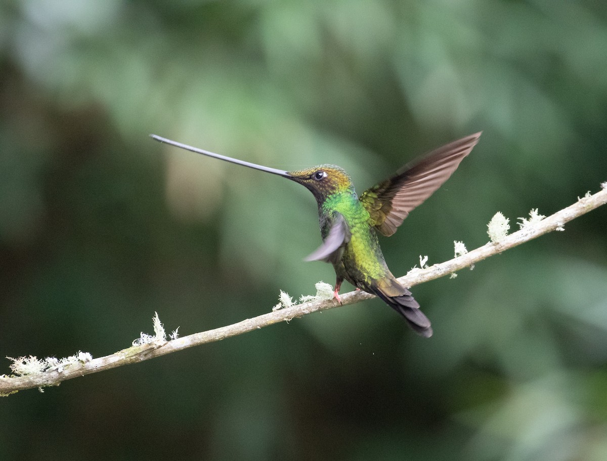 Sword-billed Hummingbird - ML638157761