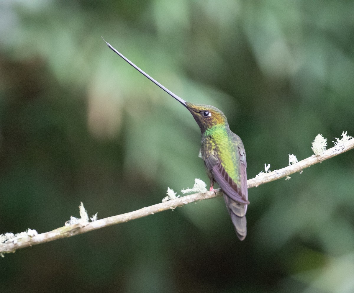 Sword-billed Hummingbird - ML638157762