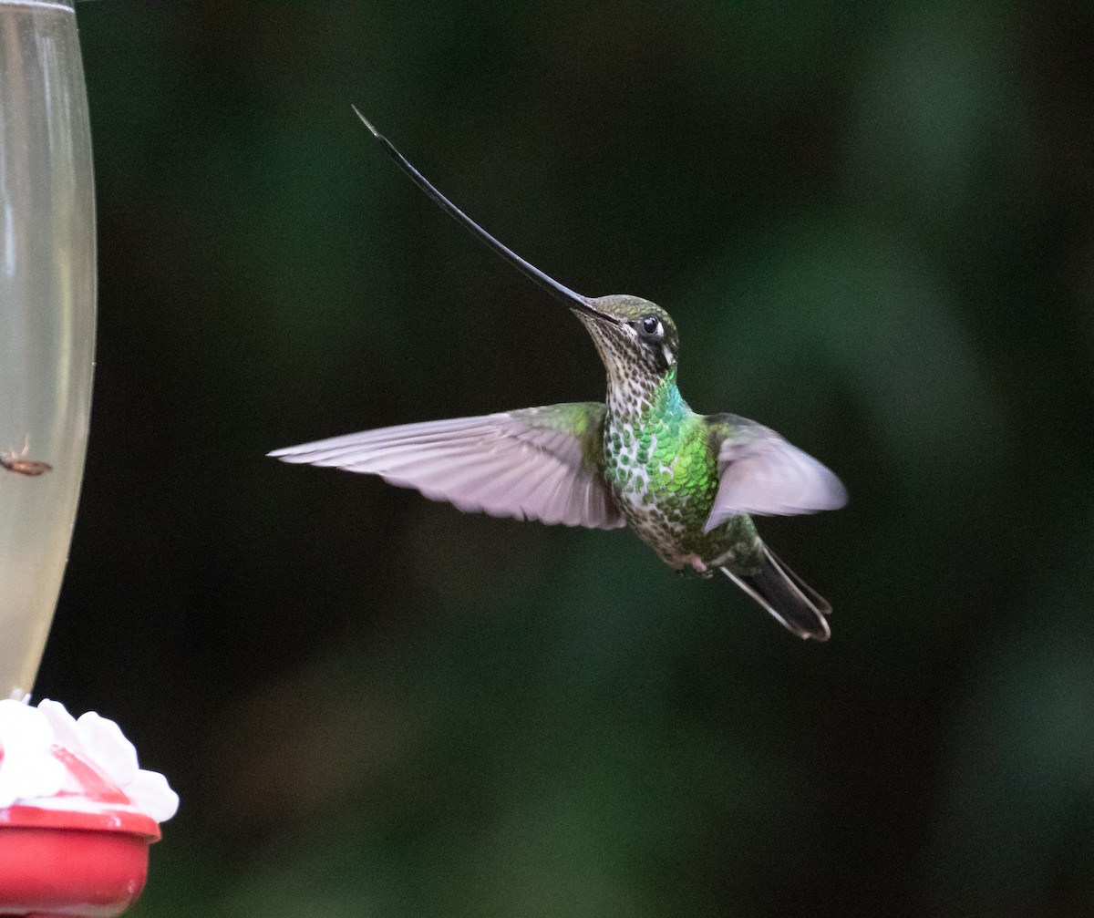 Sword-billed Hummingbird - ML638157763