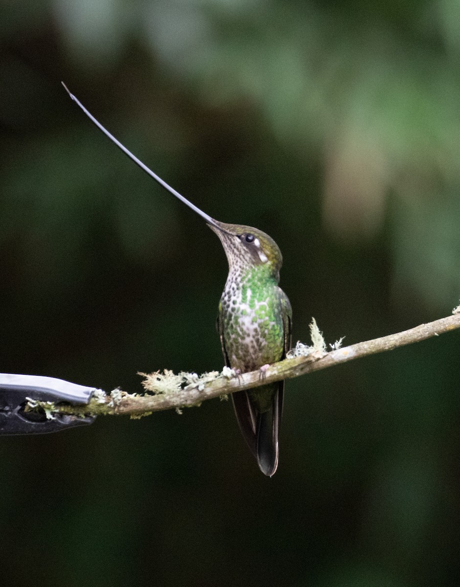 Sword-billed Hummingbird - ML638157764