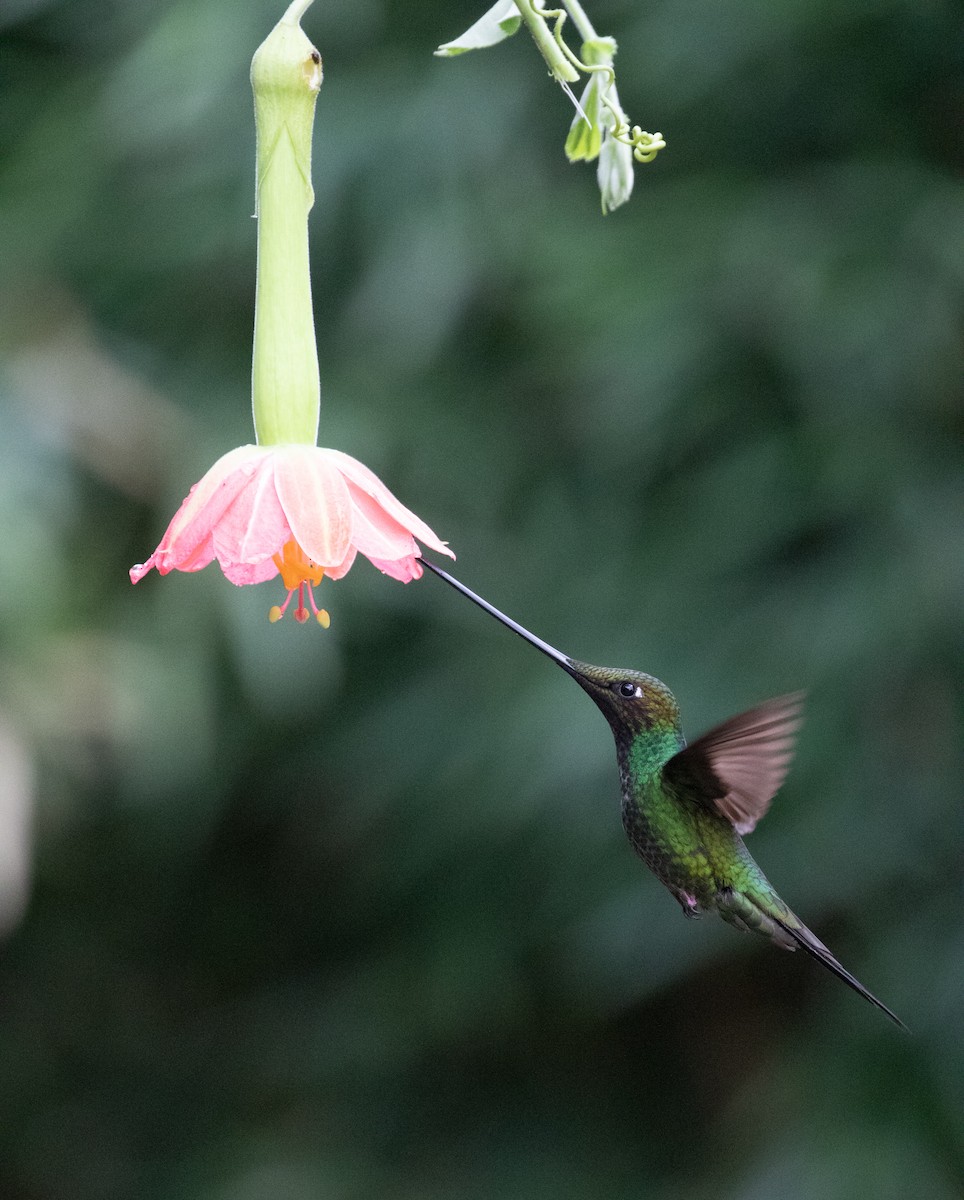 Sword-billed Hummingbird - ML638157766