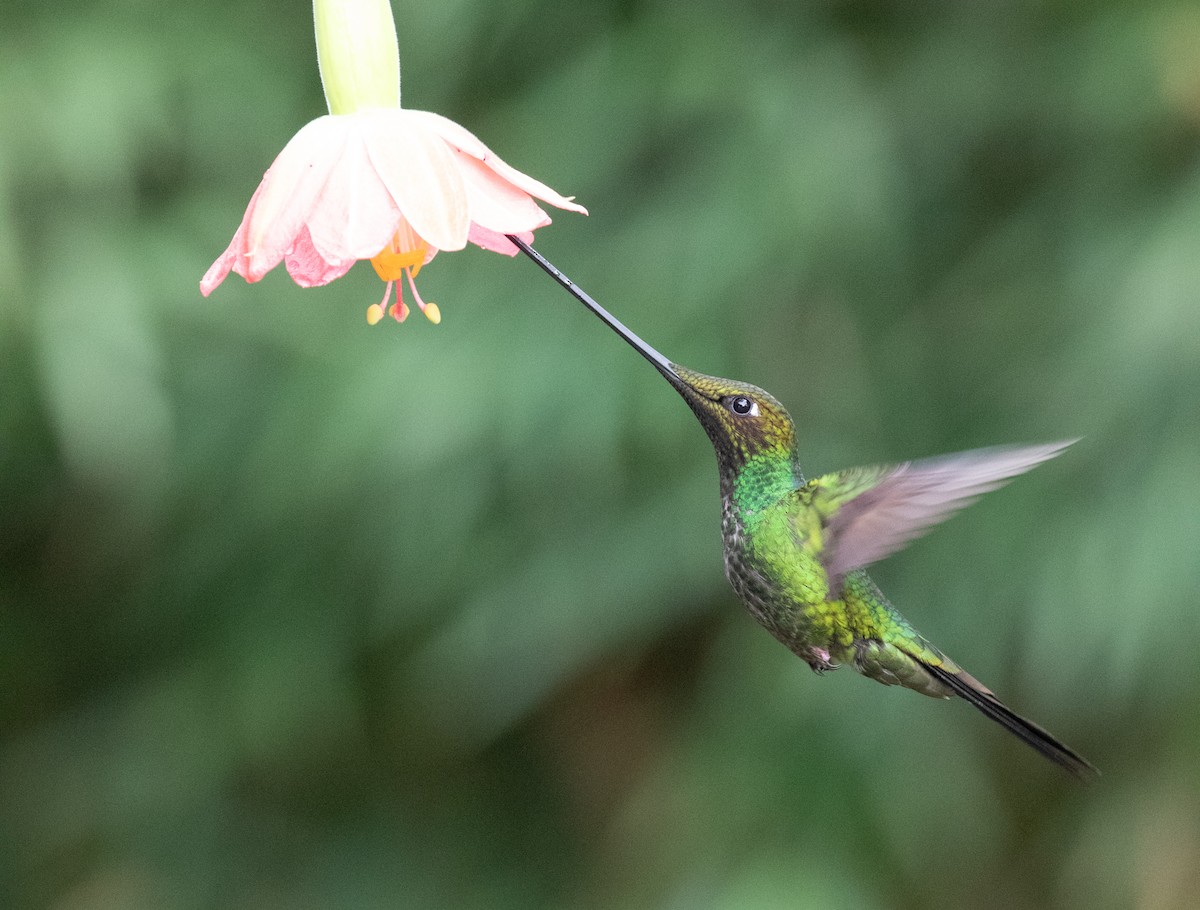 Sword-billed Hummingbird - ML638157767
