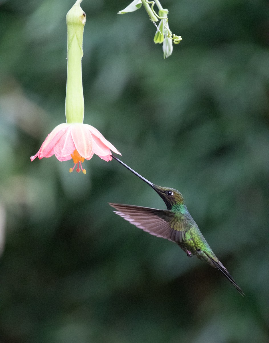 Sword-billed Hummingbird - ML638157768