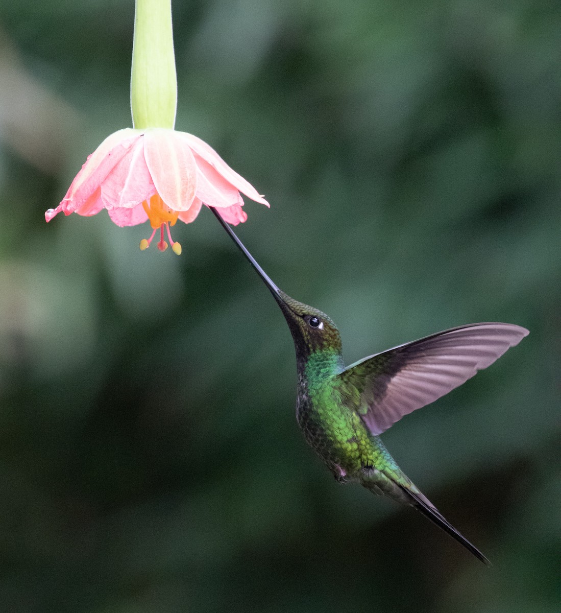 Sword-billed Hummingbird - ML638157769
