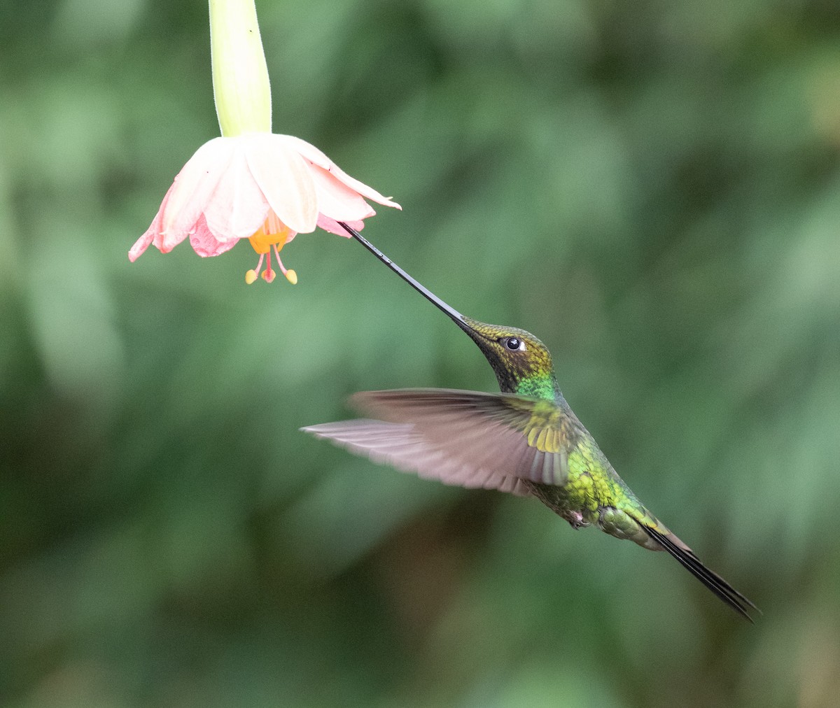 Sword-billed Hummingbird - ML638157770