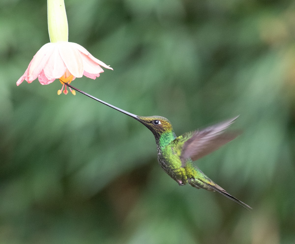 Sword-billed Hummingbird - ML638157771