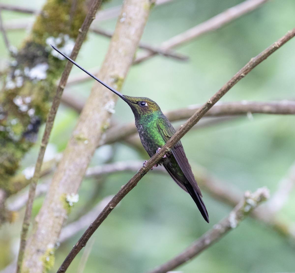 Sword-billed Hummingbird - ML638157772