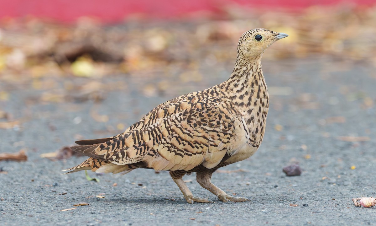 Chestnut-bellied Sandgrouse - ML638157809